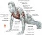 Упражнения для роста мышц груди